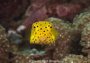 Boxfish juvenile
Kisses to everybody by Hans-Gert Broeder 